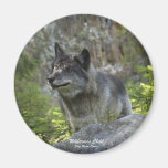 Grey Wolf Wildlife Photography Magnet