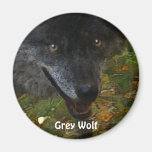 GREY WOLF Wildlife Supporter Art  Magnet