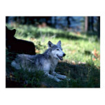 Grey Wolves-summer-mom with (black-phase) cub Post Card