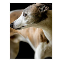 Greyhound Dog  Postcard
