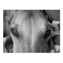 Greyhound Eyes Postcard