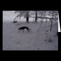 greyhound in the snow cards