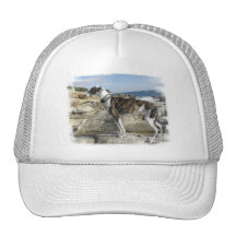 Greyhound Photographs Baseball Hat