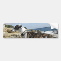 Greyhound Photographs Bumper Sticker
