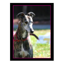 Greyhound postcard