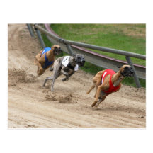 greyhound race postcards