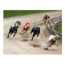 greyhound race postcards