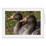 Greylag Geese (Wide Bordered) Card