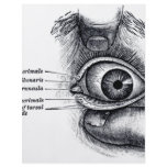 Grey's Anatomy — eyeball flyers