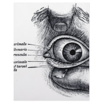 Grey's Anatomy — eyeball