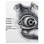 Grey's Anatomy — eyeball letterhead