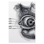 Grey's Anatomy — eyeball stationery