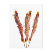 Grilled tiger prawn on a skewer postcard