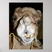 Grinning Camel