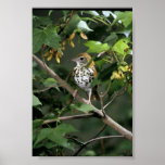 Grive en bois posters