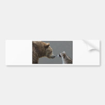 Grizzle Bear Meets Raccoon Bumper Stickers