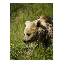 Grizzlies  Postcard
