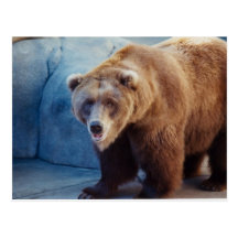 Grizzly Bear 1 Post Cards