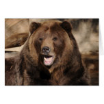 Grizzly Bear Boar