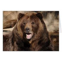 Grizzly Bear Boar