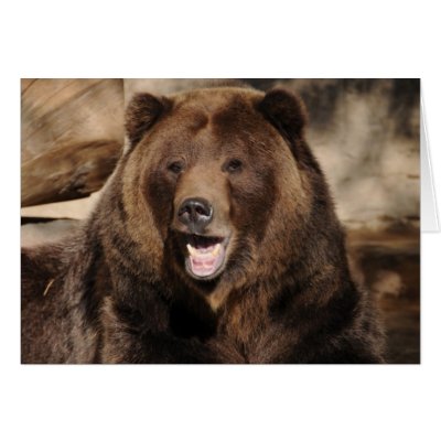 Grizzly Bear Boar by jkingiv