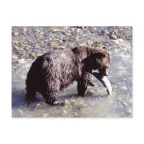 Grizzly bear catching a fish on Vancouver Island Post Card