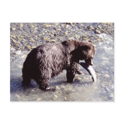 Grizzly bear catching a fish on Vancouver Island Post Card by AndyPo