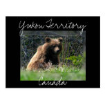 Grizzly Bear Cub Postcard