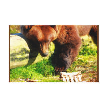 Grizzly Bear Eating Canvas Stretched Canvas Print