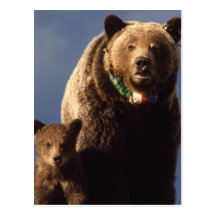 Grizzly Bear family Postcard