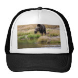 Grizzly Bear Hats