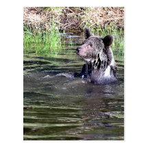 Grizzly Bear in the Water Postcard