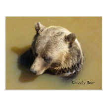 Grizzly Bear in the Water Postcard