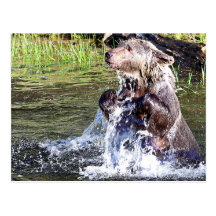Grizzly Bear in the Water Postcards