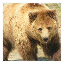 Grizzly Bear Invitation