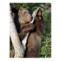 Grizzly Bear leaning on a Tree Post Cards