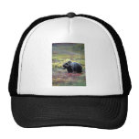 Grizzly Bear Mesh Hats