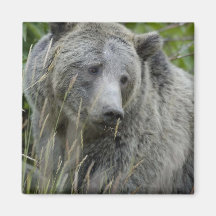 Grizzly_Bear_Photography_Art Magnets