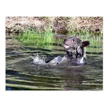 Grizzly Bear playing in the water Postcard