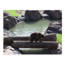 Grizzly Bear Post Card
