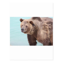 Grizzly Bear Post Cards