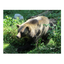 Grizzly Bear Post Cards