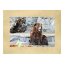 Grizzly Bear Postcard