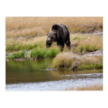 Grizzly Bear Postcard