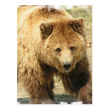 Grizzly Bear Postcard