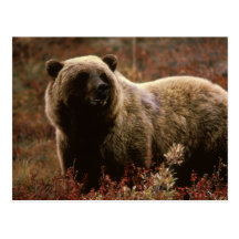 grizzly bear postcard