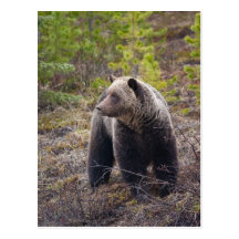 Grizzly Bear Postcards