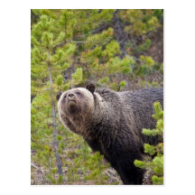 Grizzly Bear Postcards