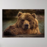 Grizzly Bear Print