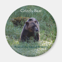 GRIZZLY BEAR & Riverbank Nature Magnet